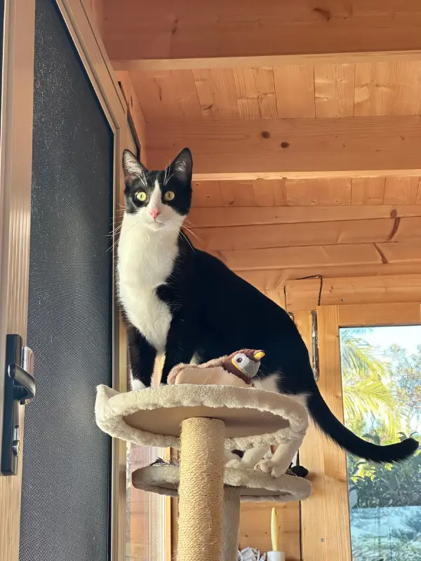 Cat with garden views during their stay at The DD's boutique cattery Killarney Heights