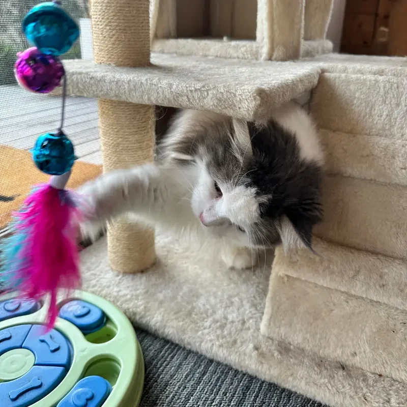 Cat surrounded by enrichment toys at The DD's cat boarding facility in Sydney