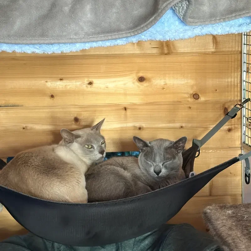 Cat resting in a hammock inside a private boarding room at The DD's Boutique Cattery Killarney Heights