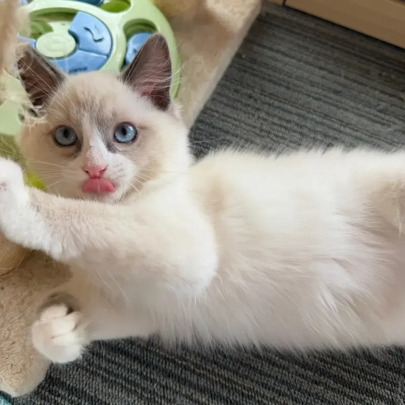 Two cats from the same home boarding together at The DD's Boutique Cattery Sydney