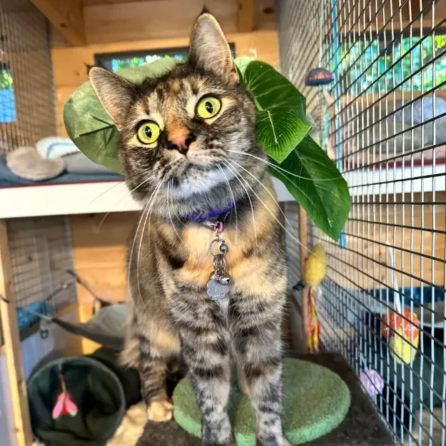Alert tabby cat enjoying enrichment at a boutique cattery Sydney