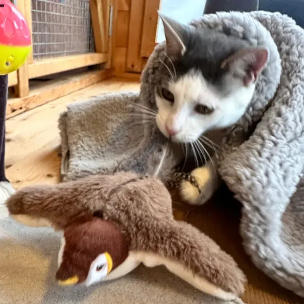 Cat playing with soft toys during their stay at a home-based cat boarding Sydney