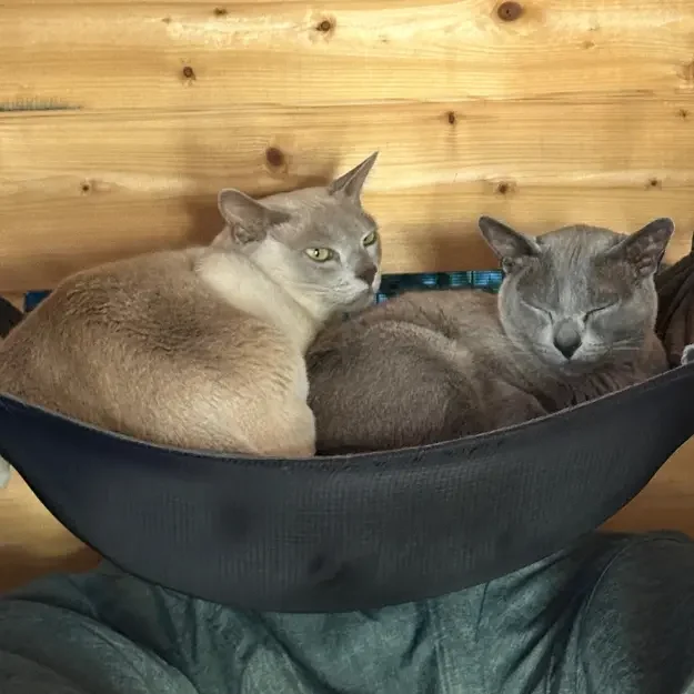 Two Burmese cats sharing a hammock at The DD's cat boarding Killarney Heights