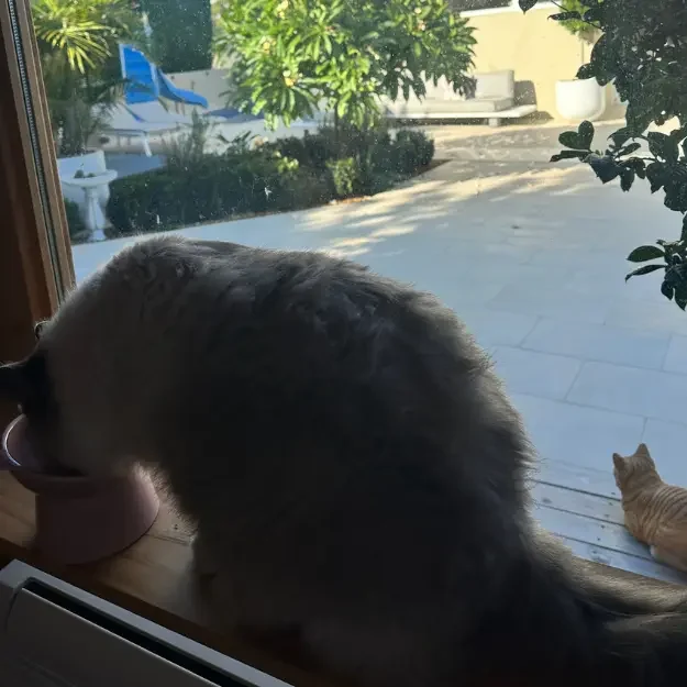 Cat watching the garden from a private room at The DD's cat boarding Northern Beaches Sydney